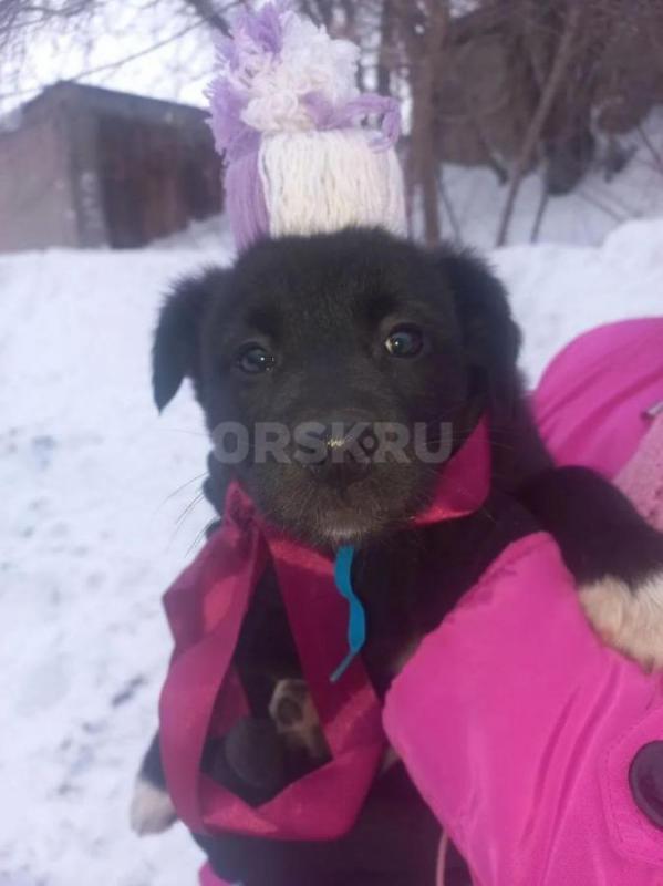 Найденные в гаражах, 8 чудесных щенят живут в трубе, прямо у оживленной дороги. - Орск