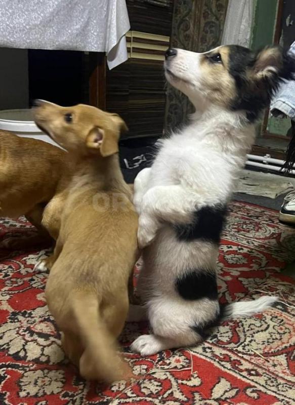 Отдам в хорошие руки, умных щенков  породы тор - терьер, мальчик и девочка. - Орск