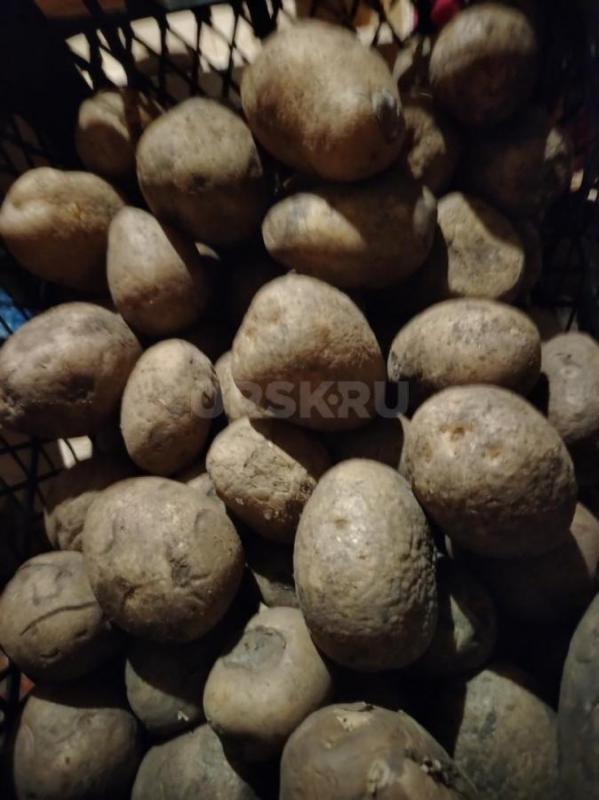 Картофель на корм скоту - Орск