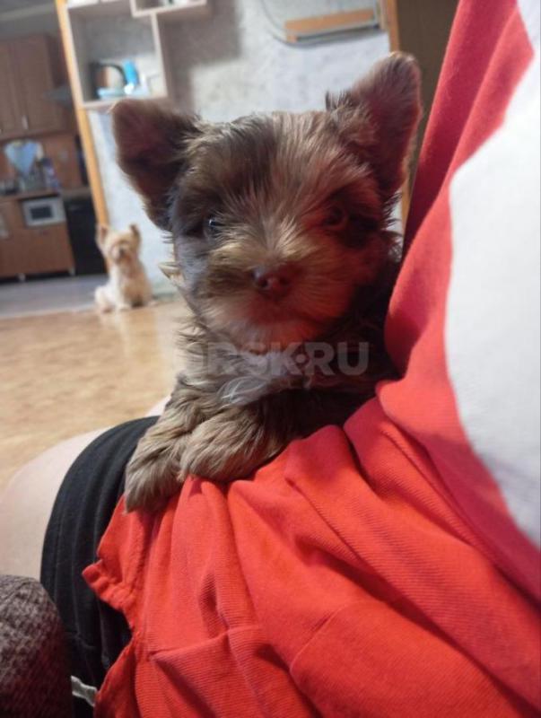 Щенок девочка цветной Йорк окрас шоко мерле. - Орск