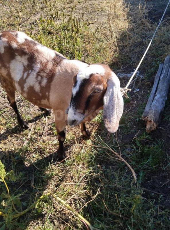 КОЗЫ  Нубо-камори и нубийская  по два года Нубийская коза дойная  ,даёт  вкусное молоко. - Орск