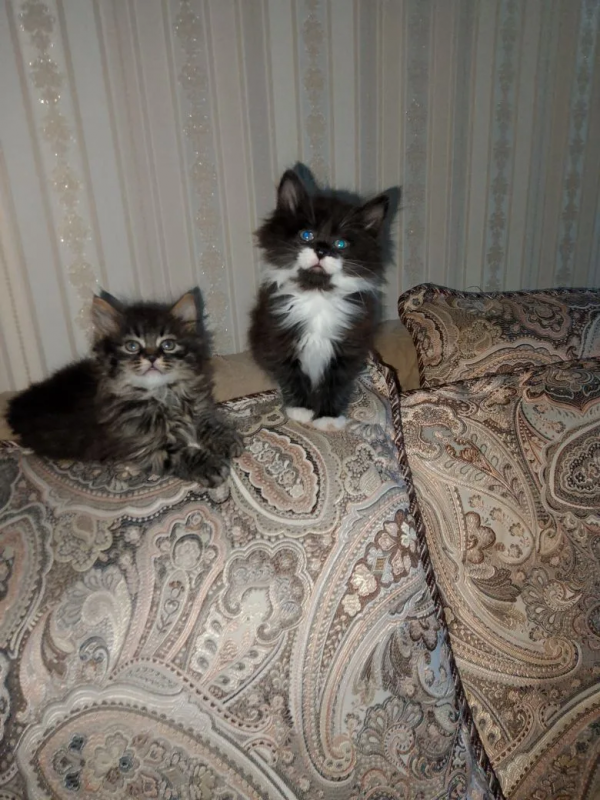 чудесные котята породы КУРИЛЬСКИЙ БОБТЕЙЛ - Новотроицк