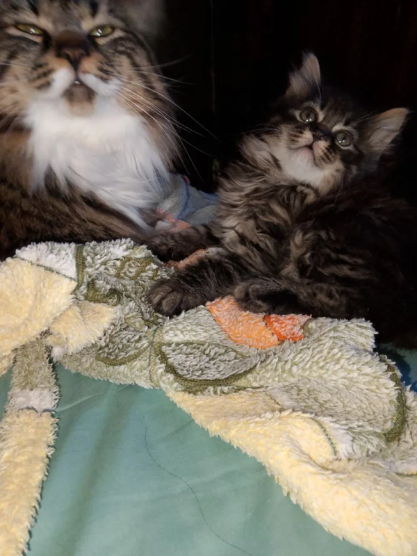 чудесные котята породы КУРИЛЬСКИЙ БОБТЕЙЛ - Новотроицк