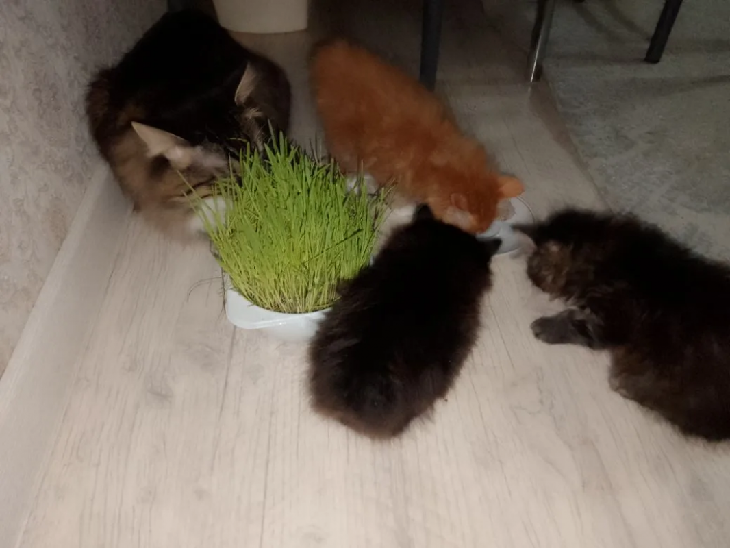 чудесные котята породы КУРИЛЬСКИЙ БОБТЕЙЛ - Новотроицк