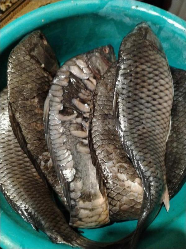 Карп, карась, судак, жерех - Орск