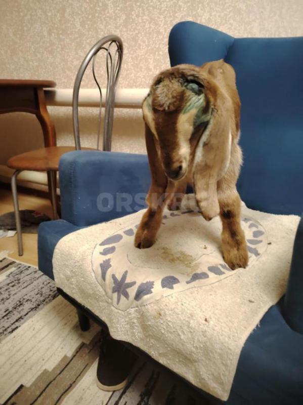 Продам козлика на племя . - Орск