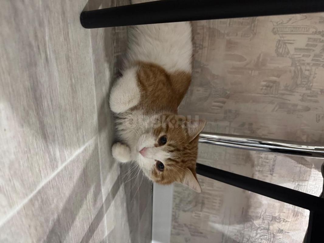 Очень прошу помощи в пристроить милого, доброго, ласкового котика!!! - Орск