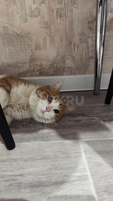 Очень прошу помощи в пристроить милого, доброго, ласкового котика!!! - Орск