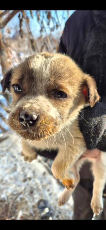 Орск, Новотроицк, Гай и другие населённые пункты, Земляки ! - Орск