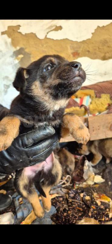 Орск, Новотроицк, Гай и другие населённые пункты, Земляки ! - Орск
