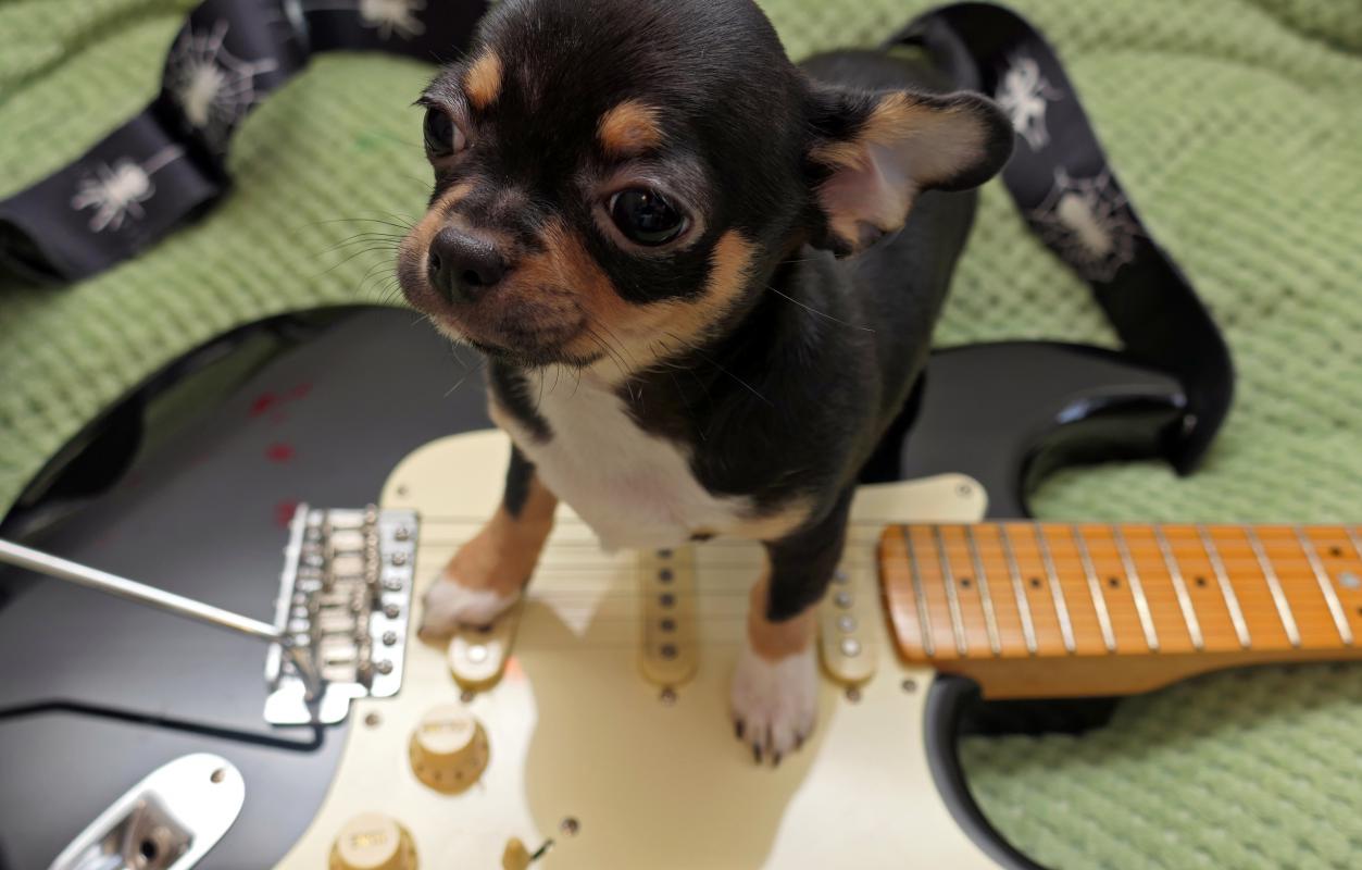 Ищет свою семью породная яркая шикарная девочка чихуахуа 12.10. 2025. - 