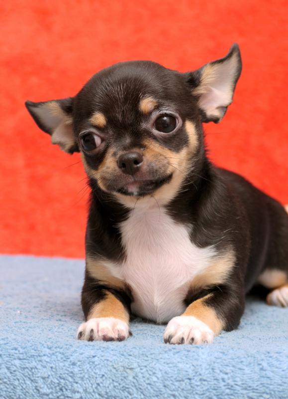 Ищет свою семью породная яркая шикарная девочка чихуахуа 12.10. 2025. - 