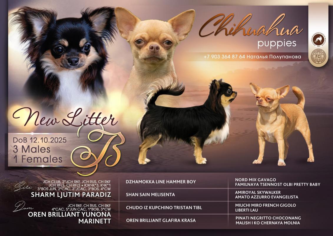 Ищет свою семью породная яркая шикарная девочка чихуахуа 12.10. 2025. - 