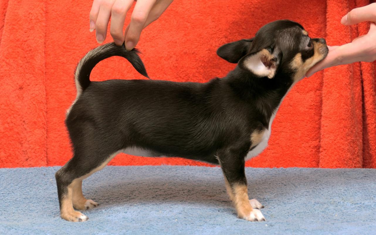 Ищет свою семью породная яркая шикарная девочка чихуахуа 12.10. 2025. - 