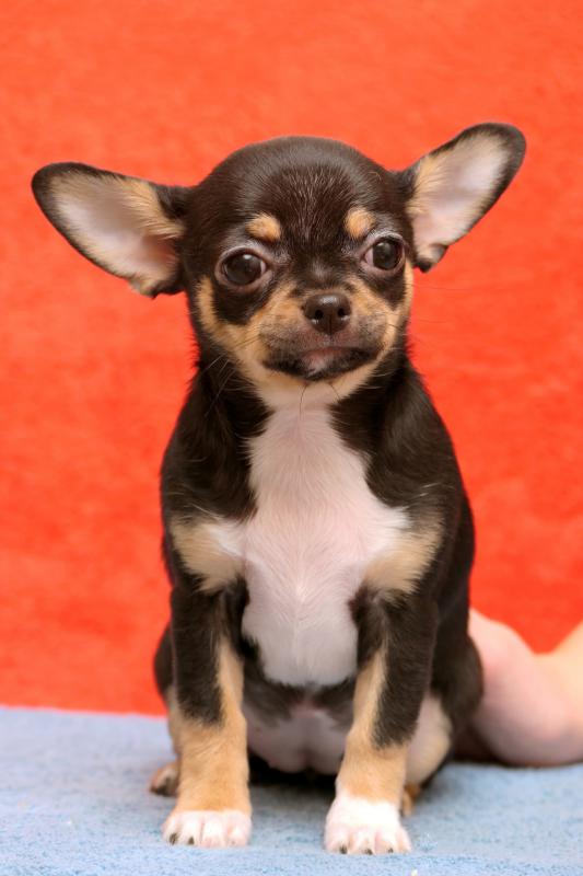 Ищет свою семью породная яркая шикарная девочка чихуахуа 12.10. 2025. - 