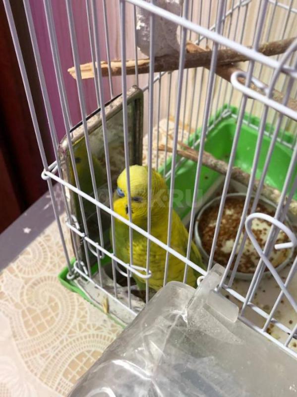 Продам волнистого попугая! - Орск