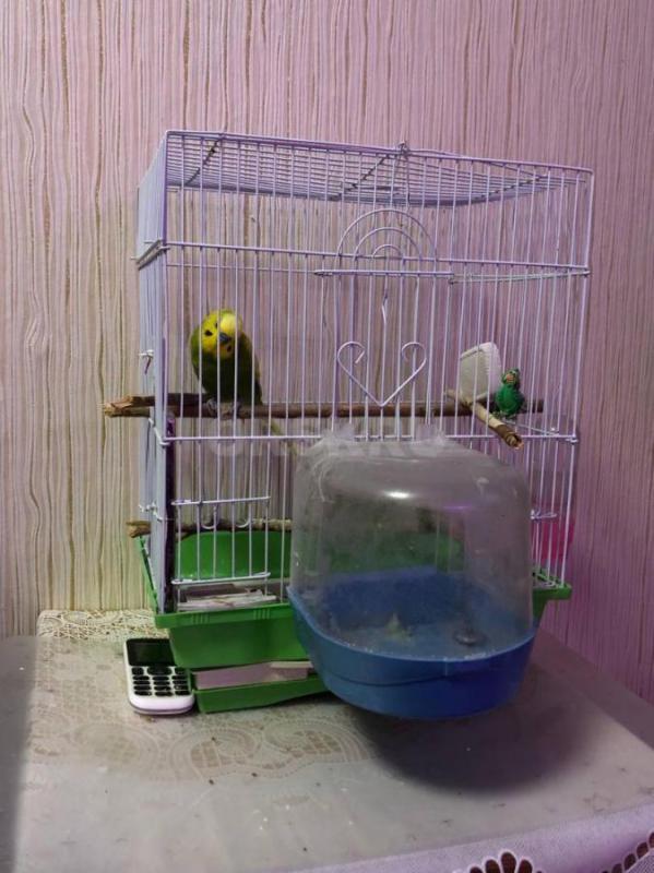 Продам волнистого попугая! - Орск