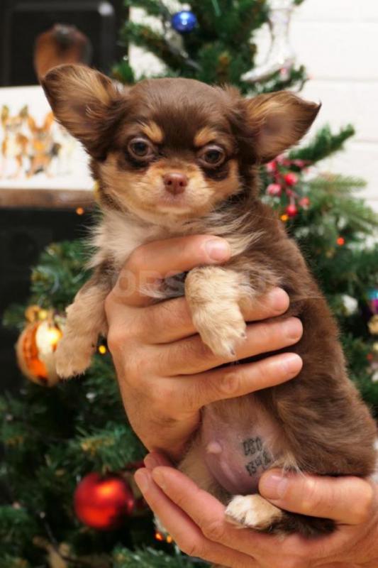 Щенки чихуахуа от родителей чемпионов. - Новотроицк