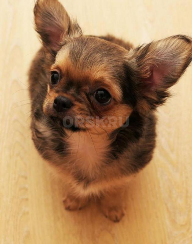 Щенки чихуахуа от родителей чемпионов. - Новотроицк