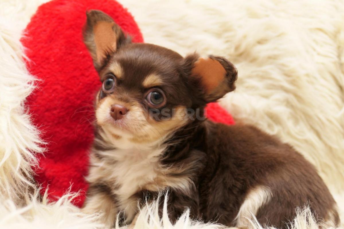 Щенки чихуахуа от родителей чемпионов. - Новотроицк