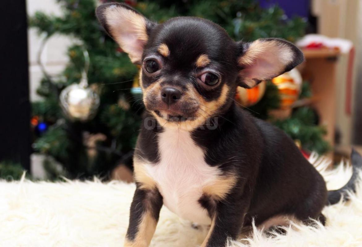 Щенки чихуахуа от родителей чемпионов. - Новотроицк