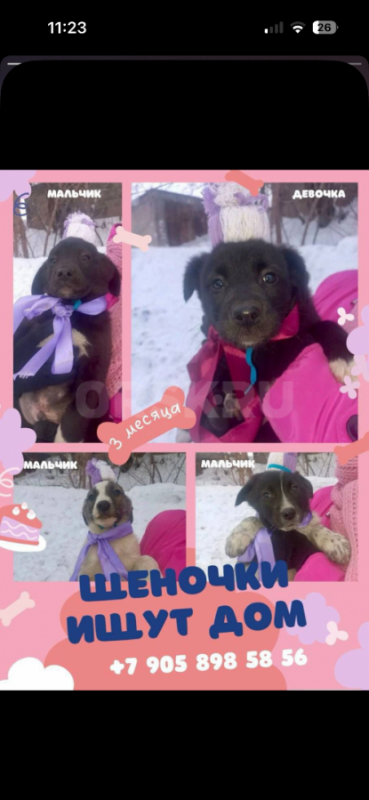Щенки в поисках дома - Орск