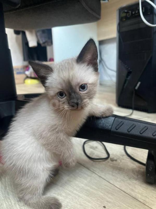 Отдам котят. - Орск