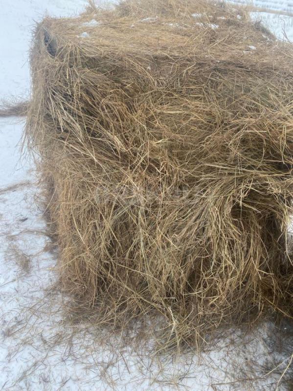 Продам сено 2024 года, цена самовывоз, доставка есть! - Орск