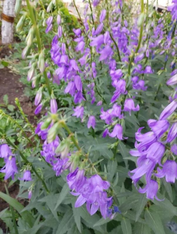 Многолетники- саженцы клематиса. - Орск