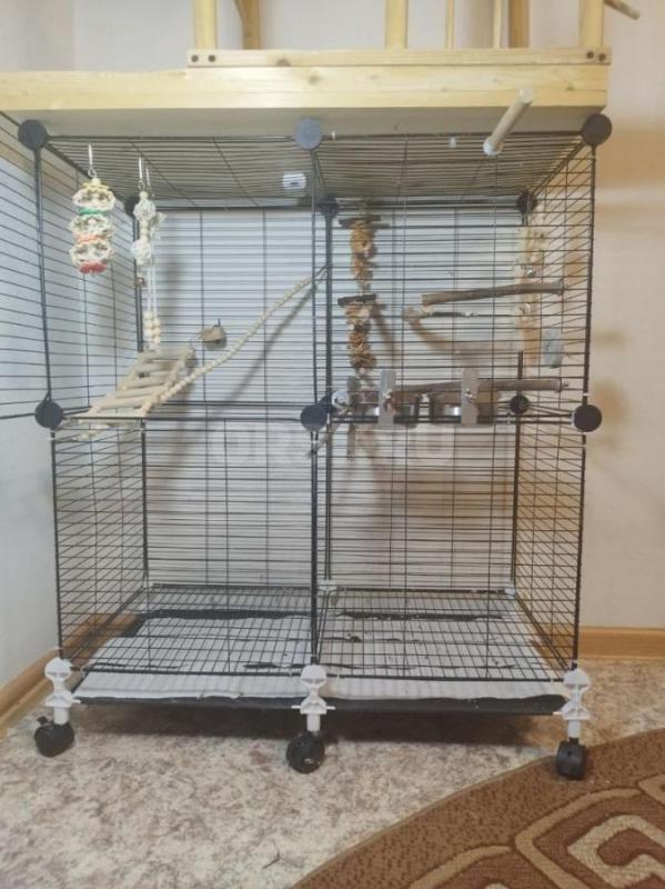 Продаю молодого ожерелового попугая (возраст 6 месяцев) вместе с полным комплектом для содержания. - Орск