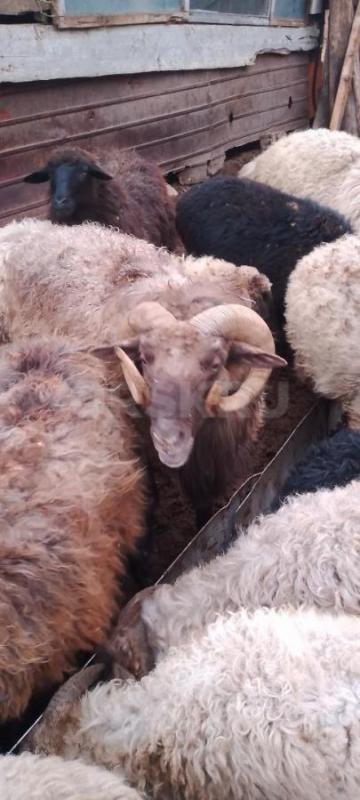 Продам баранов... - Орск