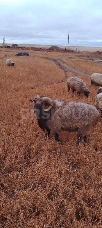 Продам баранов... - Орск