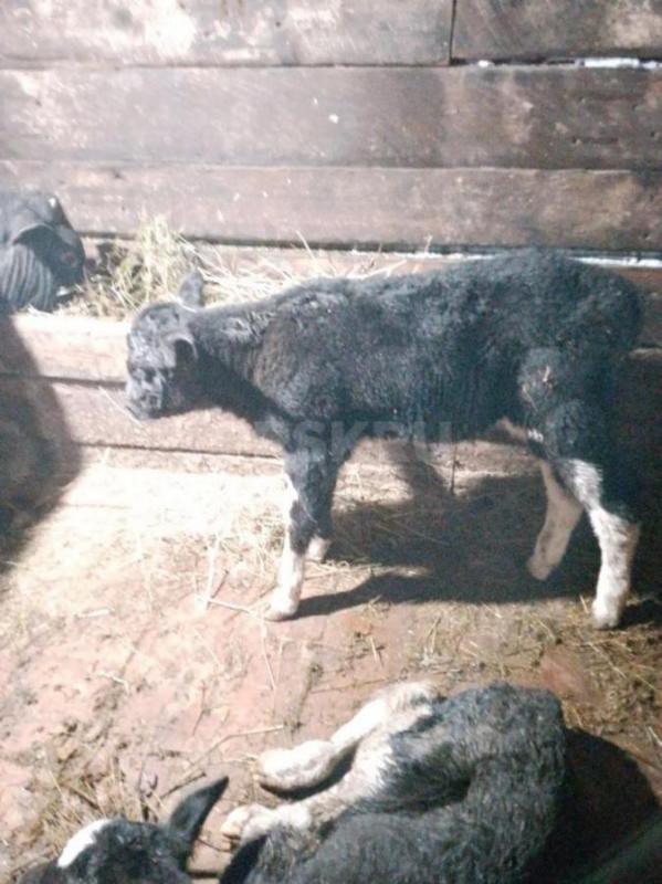 Продам трёх дневную телочку. - Орск