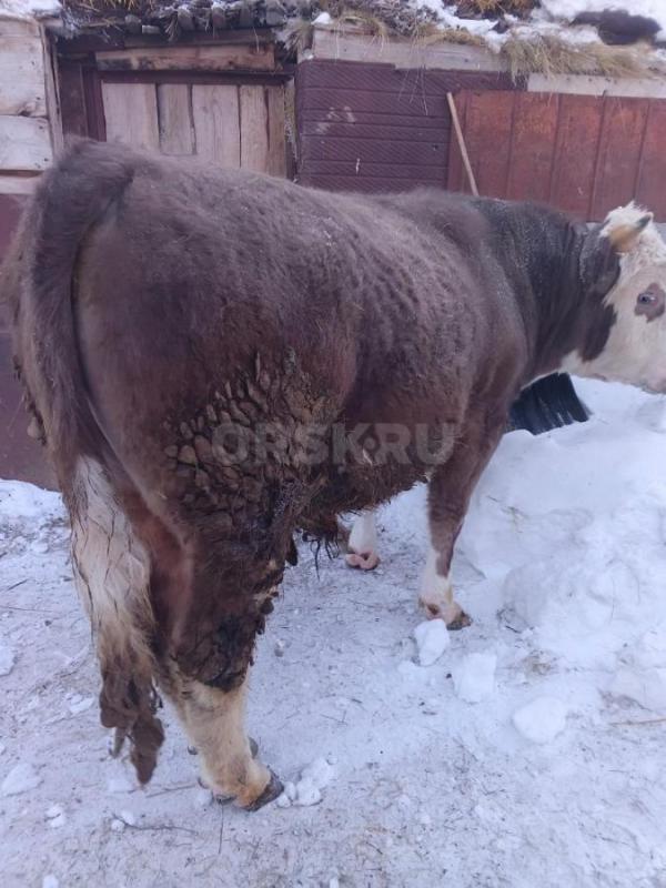 Продам быка на мясо или племя - Орск