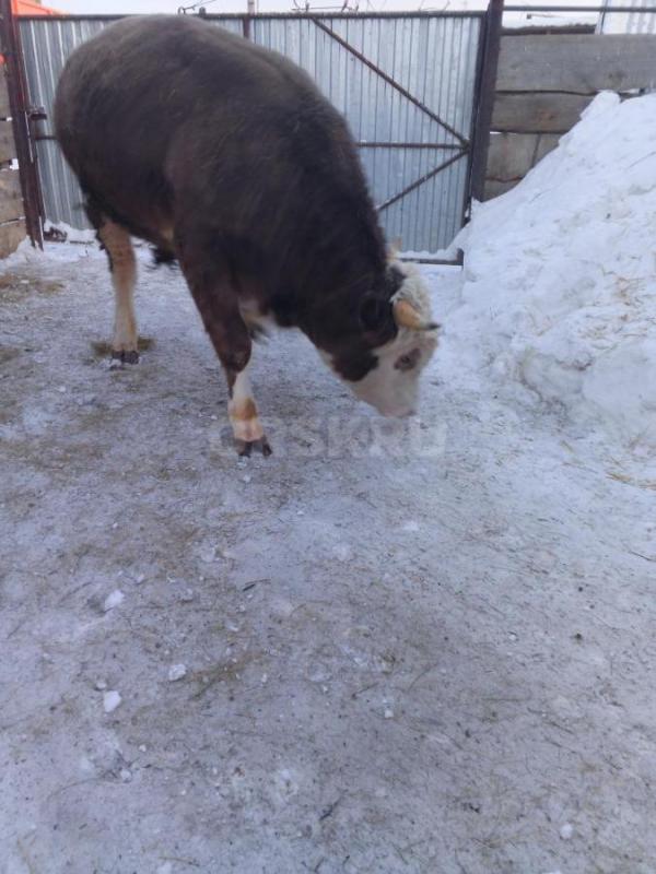 Продам быка на мясо или племя - Орск