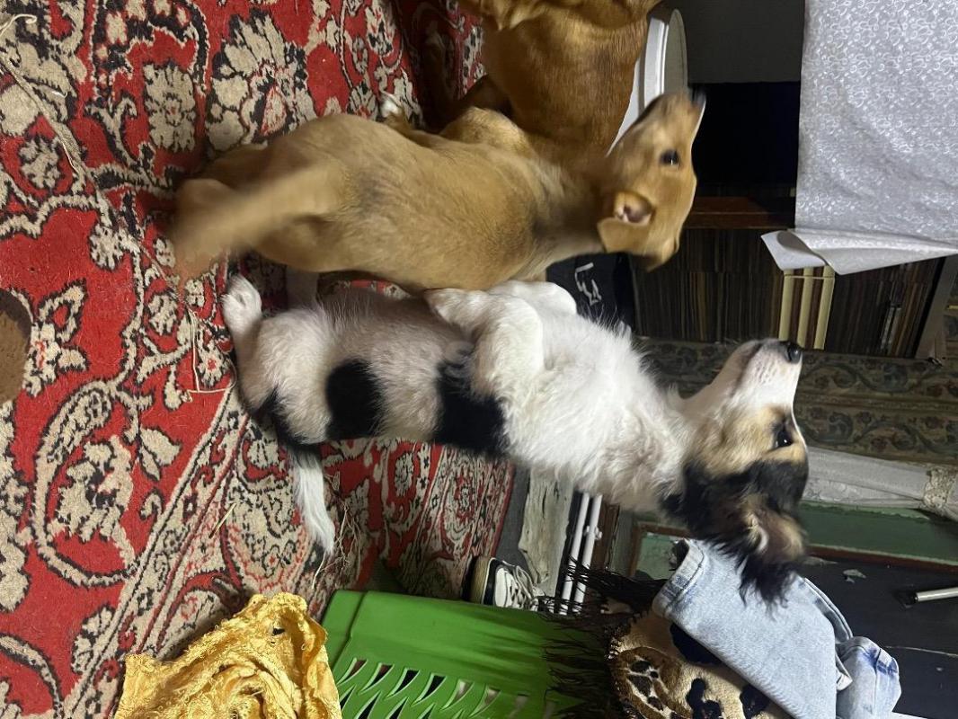 Щенки, той-терьер, в хорошие руки, легко поддаются дриссировке, мальчик и девочка - Орск