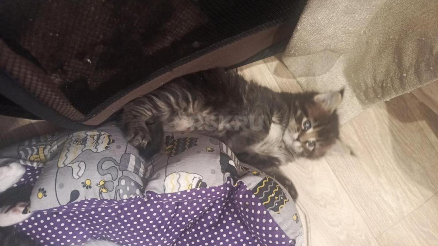 Котята мейн-куна - Орск