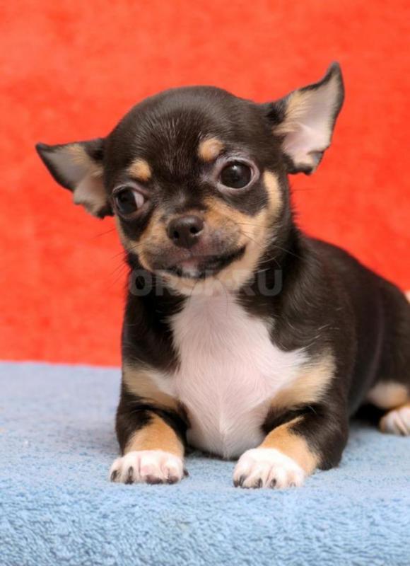 Для истиных ценителей породы Чихуахуа. - Новотроицк