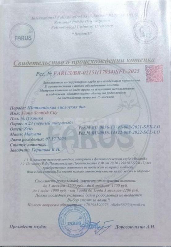 Продам шотландскую вислоухая девочка рожденная 7.12.25 с документами,кушает все, лоток знает на отли - Орск