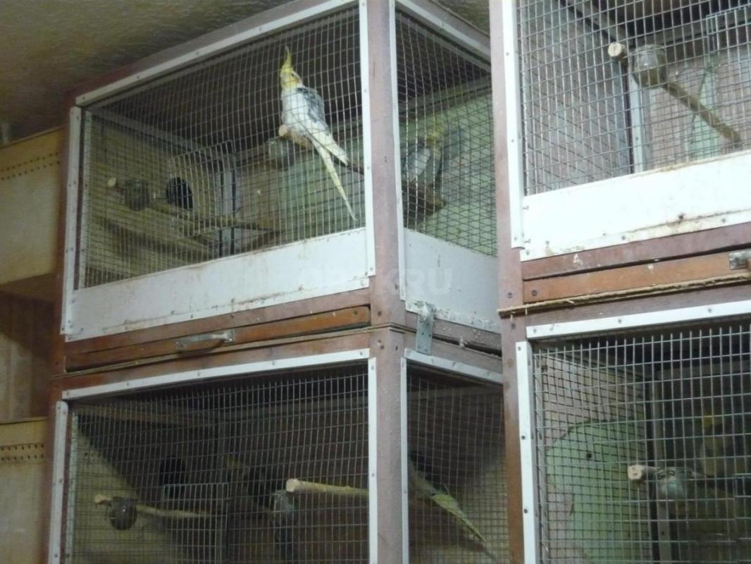 Продам молодых птенцов попугаев Корелл, местного разведения. - Орск