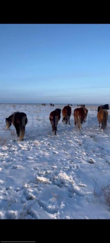 Продам лошадей, три головы 5-ти летки, две головы 2-х летки, 2 головы годовалые. - Орск