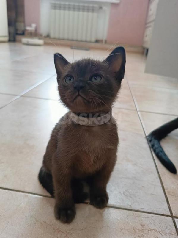 Волшебные комочки счастьяждут свою семью!!! - Орск