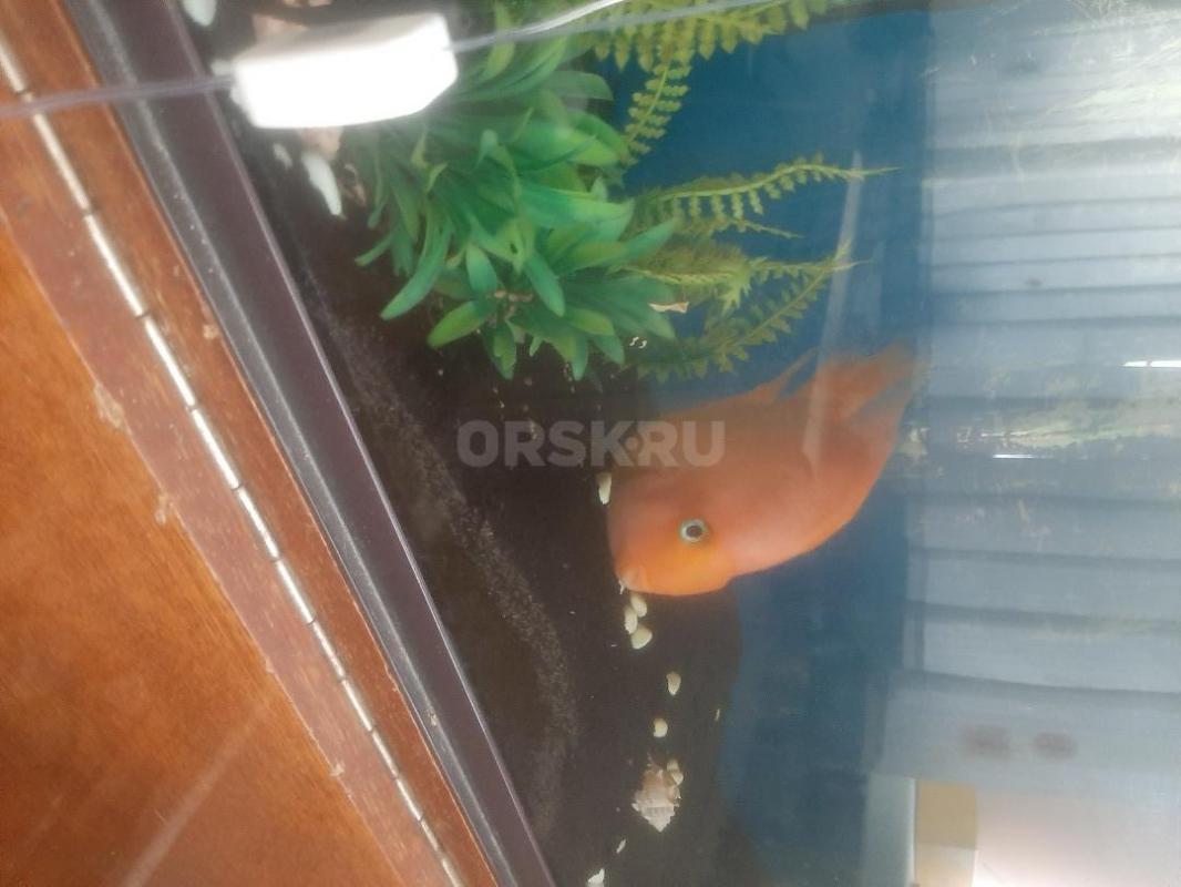 Аквариум  на 150 литров. - Орск