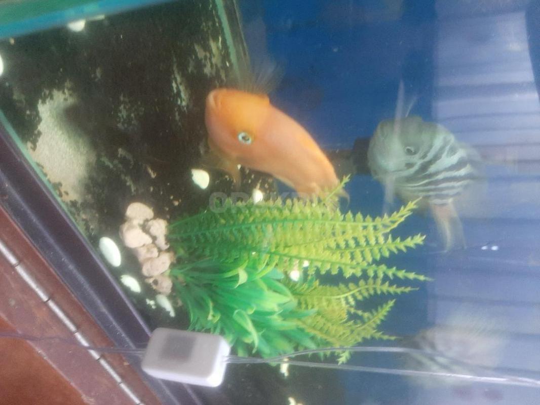 Аквариум  на 150 литров. - Орск