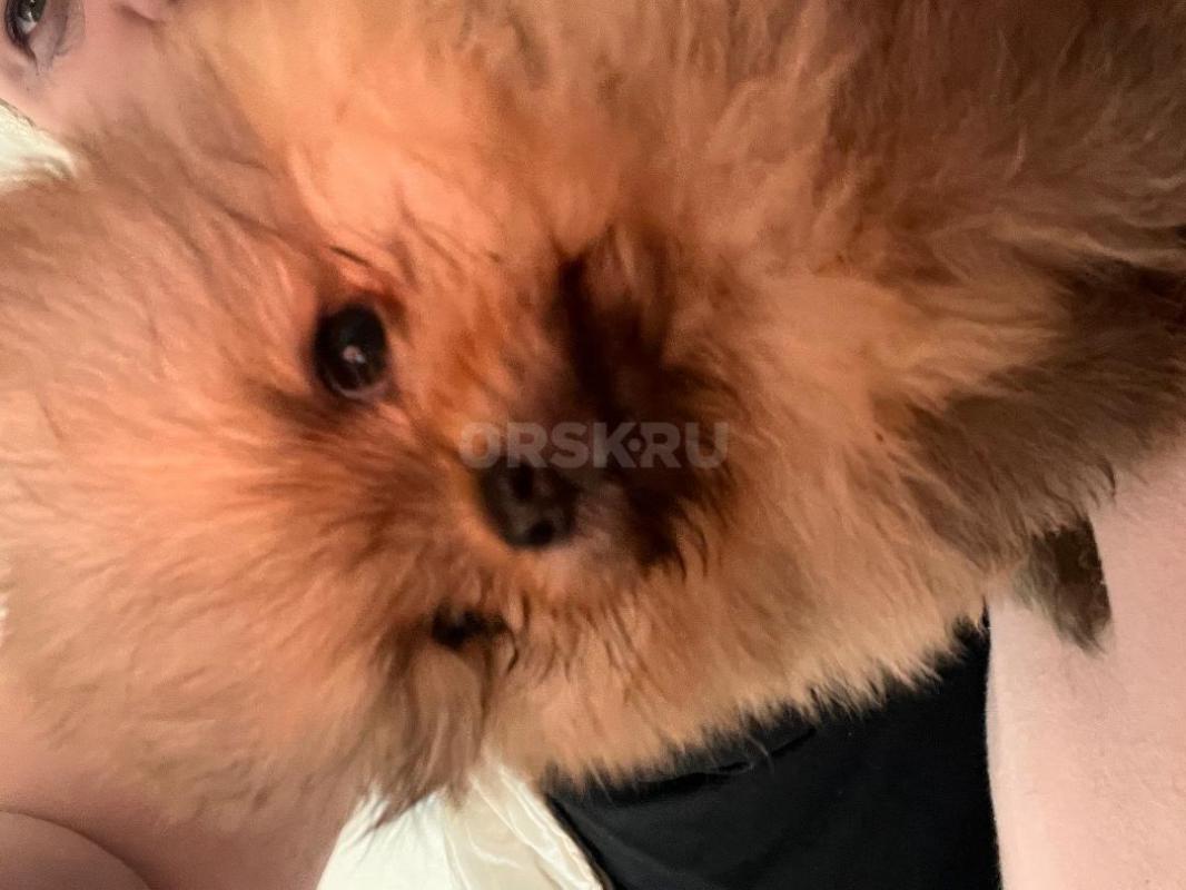 Продам очаровательных щенят померанский шпиц ( Медвежьего типа) - Гай