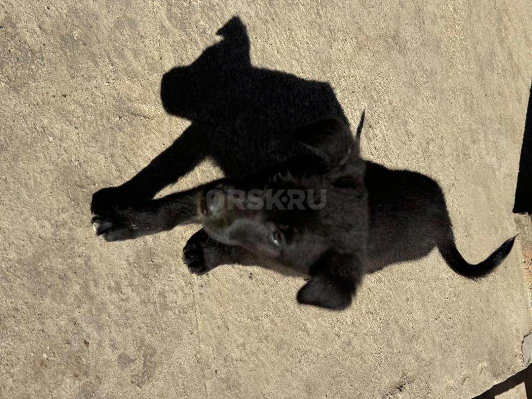 Отдам Щенка в хорошие Руки ! - Орск