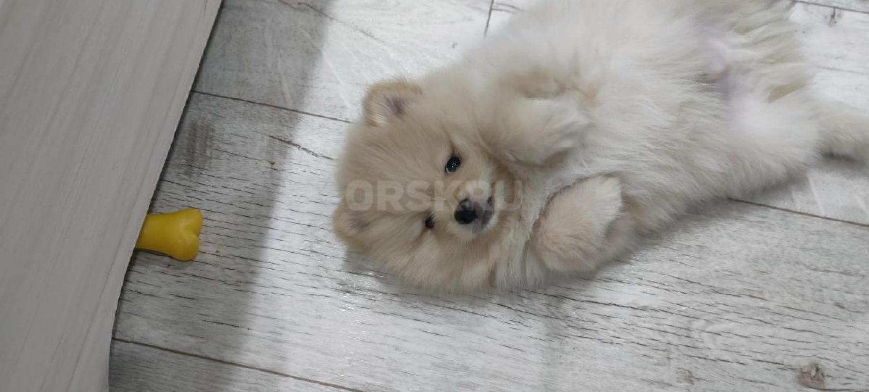 Щенки немецкий шпиц рождены .09.12.25. - Орск