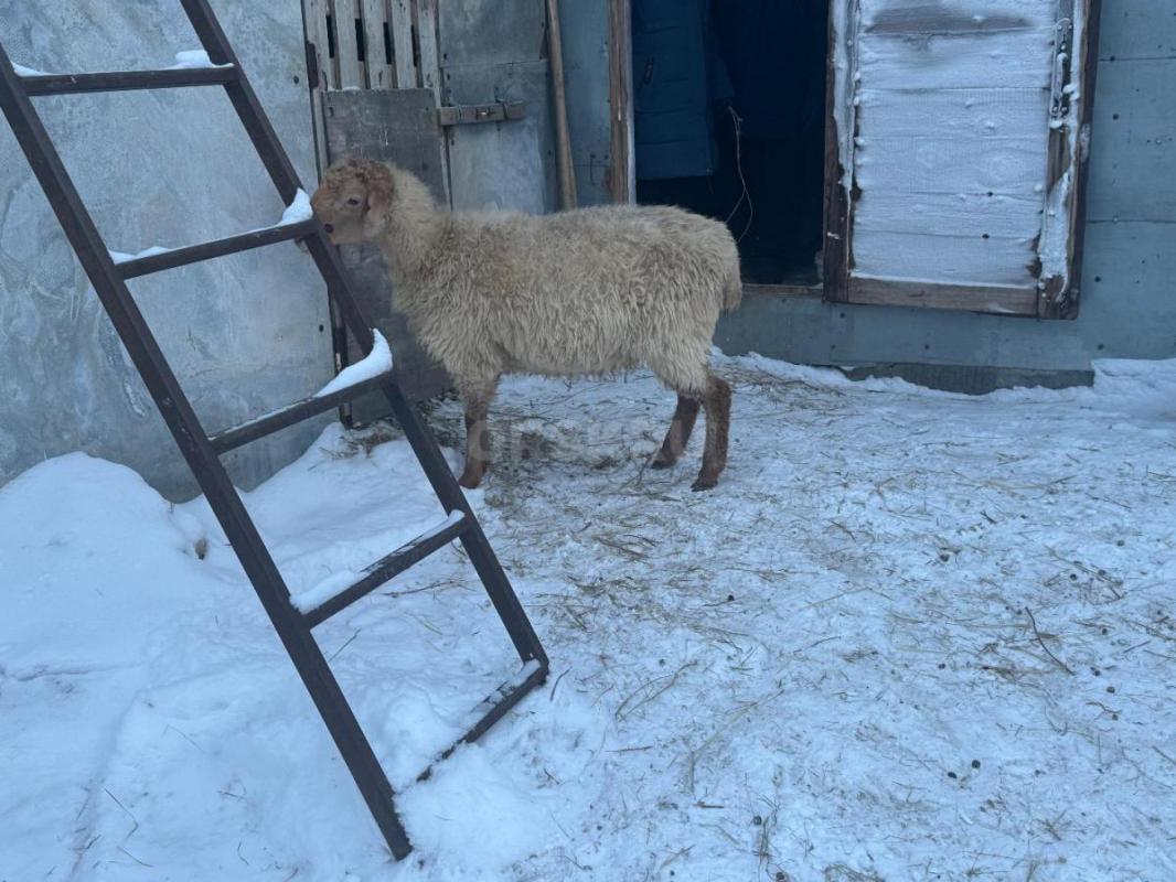 Продам овцу на мясо
Цена договорная обращаться по телефону 
89228058802
Звонить до 21:00 - Орск