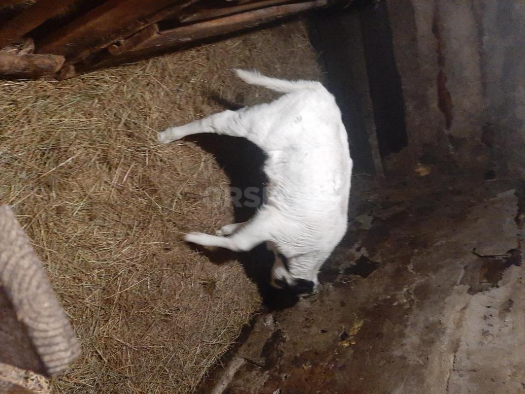 Теленка (бычок) возраст 21день цена 20т.р. - Новотроицк