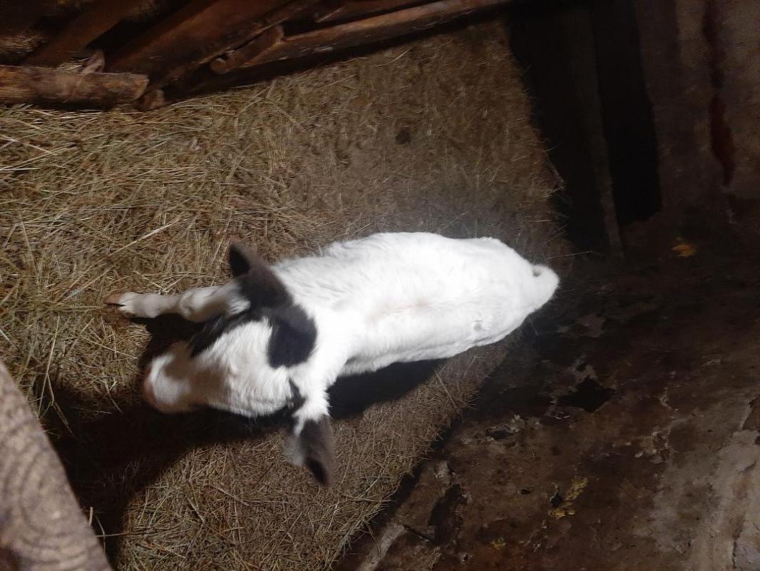 Теленка (бычок) возраст 21день цена 20т.р. - Новотроицк